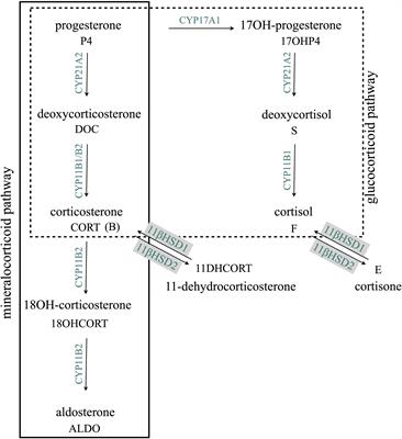 Glucocorticoids and mineralocorticoids in hair: facilitating accurate diagnosis of adrenal-related endocrine disorders